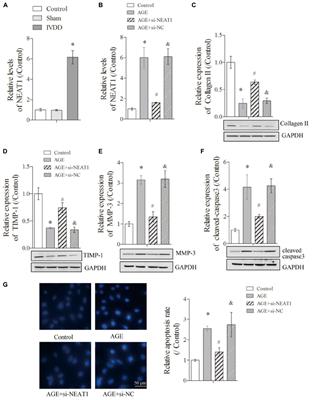 Silencing of Long Non-coding RNA NEAT1 Upregulates miR-195a to Attenuate Intervertebral Disk Degeneration via the BAX/BAK Pathway